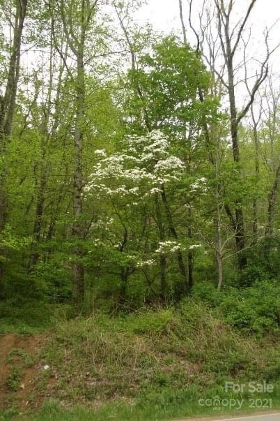 99999 Tanasee Gap Road Balsam Grove, NC 28708 - Photo 5 of 7 Gallery Image 5