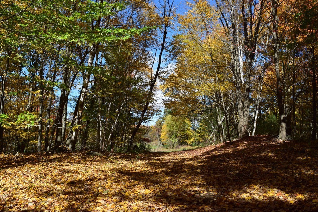 474 Little Mohawk Road Shelburne, MA 01370 - Photo 13 of 30 a view of a yard with a tree