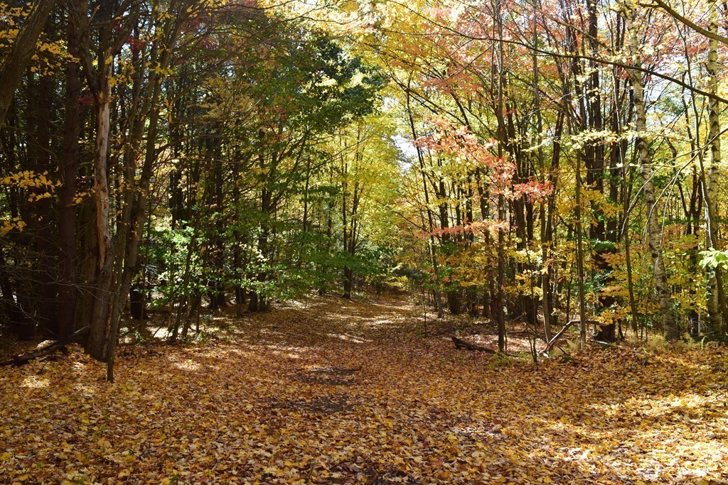 474 Little Mohawk Road Shelburne, MA 01370 - Photo 14 of 30 a view of outdoor space and trees