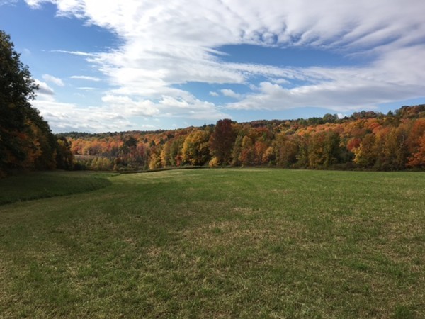474 Little Mohawk Road Shelburne, MA 01370 - Photo 6 of 30 a view of grassy field with trees
