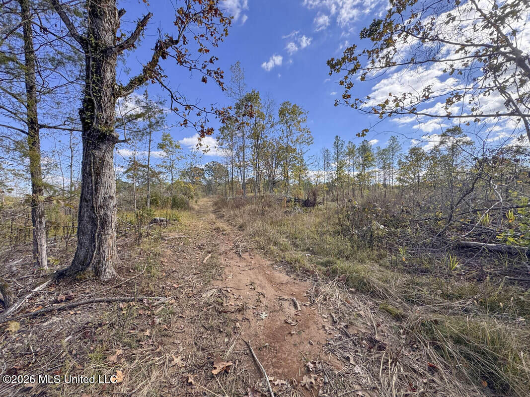 154 County Road Tillatoba, MS 38961 - Photo 52 of 58 4kgrdnyba20-orig_orig