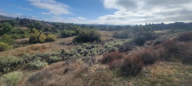 a view of a field of trees