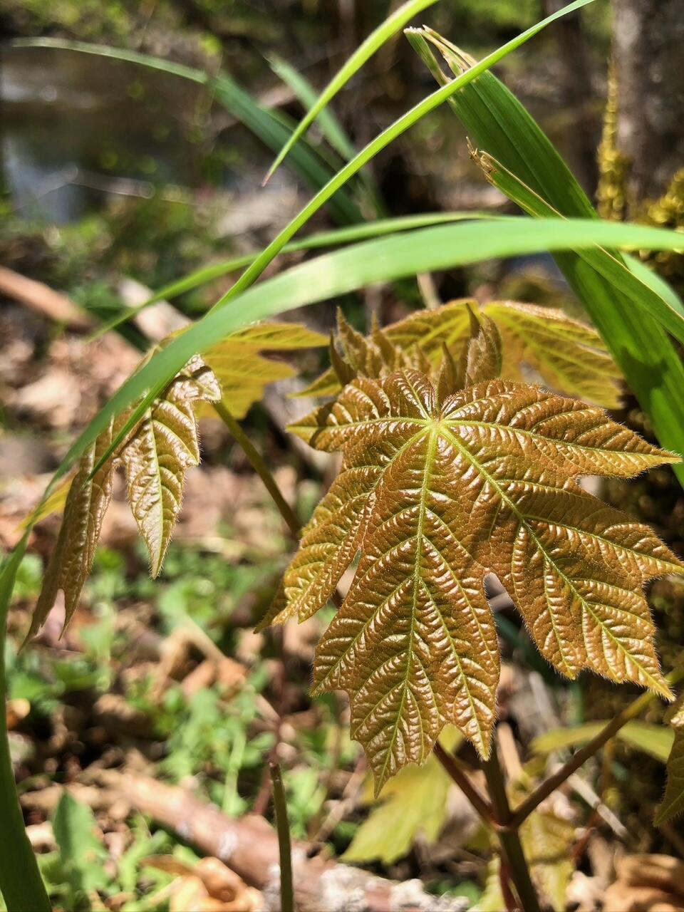 52 Dodes Creek Road Trail, OR 97541 - Photo 104 of 110 Native Plants