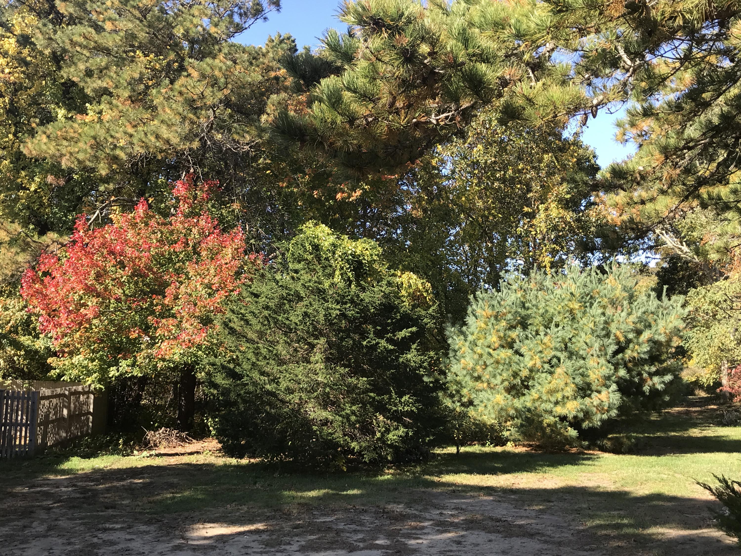 80 Peace Valley Road Wellfleet, MA 02667 - Photo 48 of 52 a view of a yard with a tree