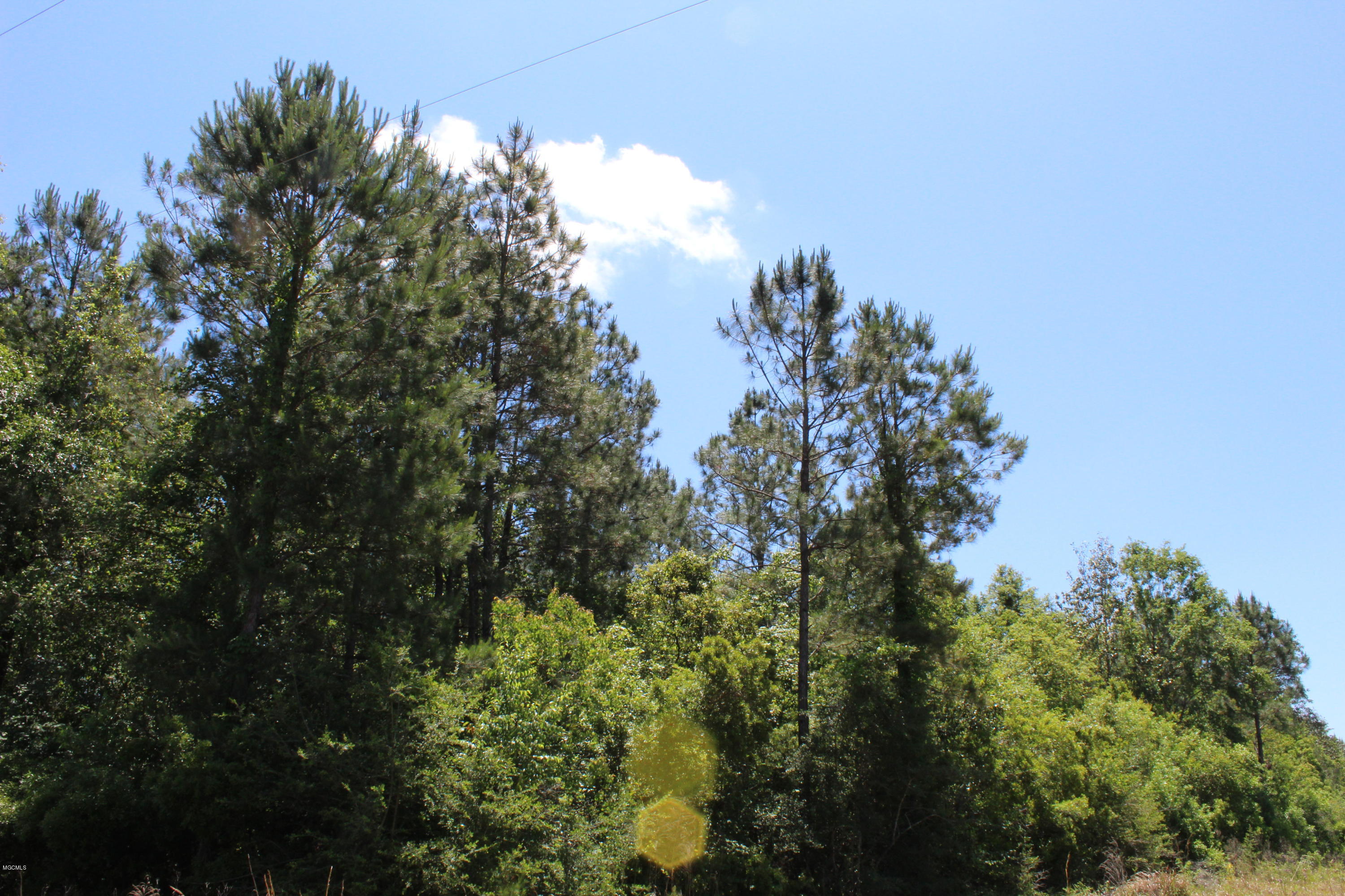 7-acres Wesley Powell Road Lucedale, MS 39452 - Photo 1 of 3 IMG_1078