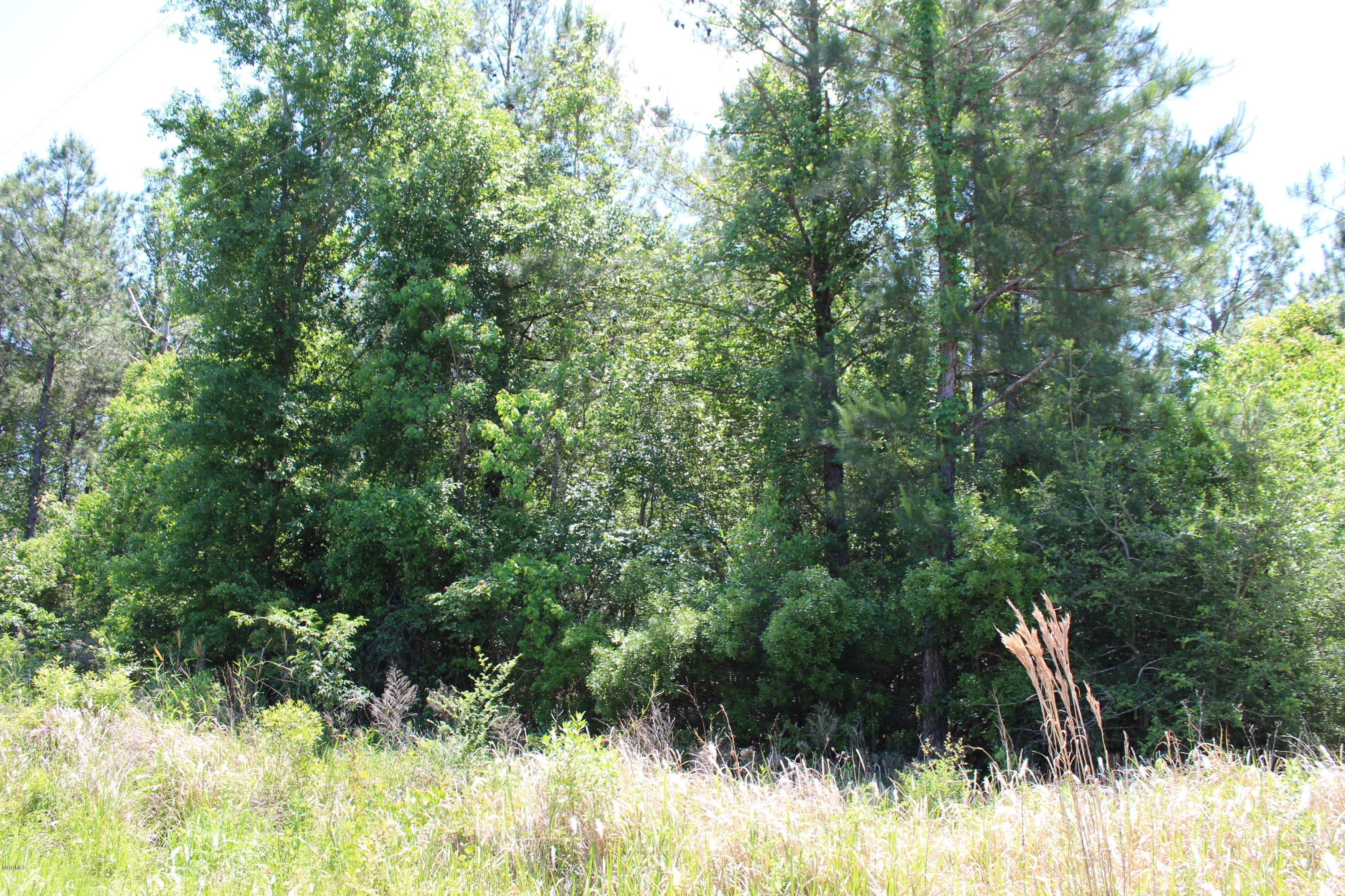7-acres Wesley Powell Road Lucedale, MS 39452 - Photo 3 of 3 IMG_1077