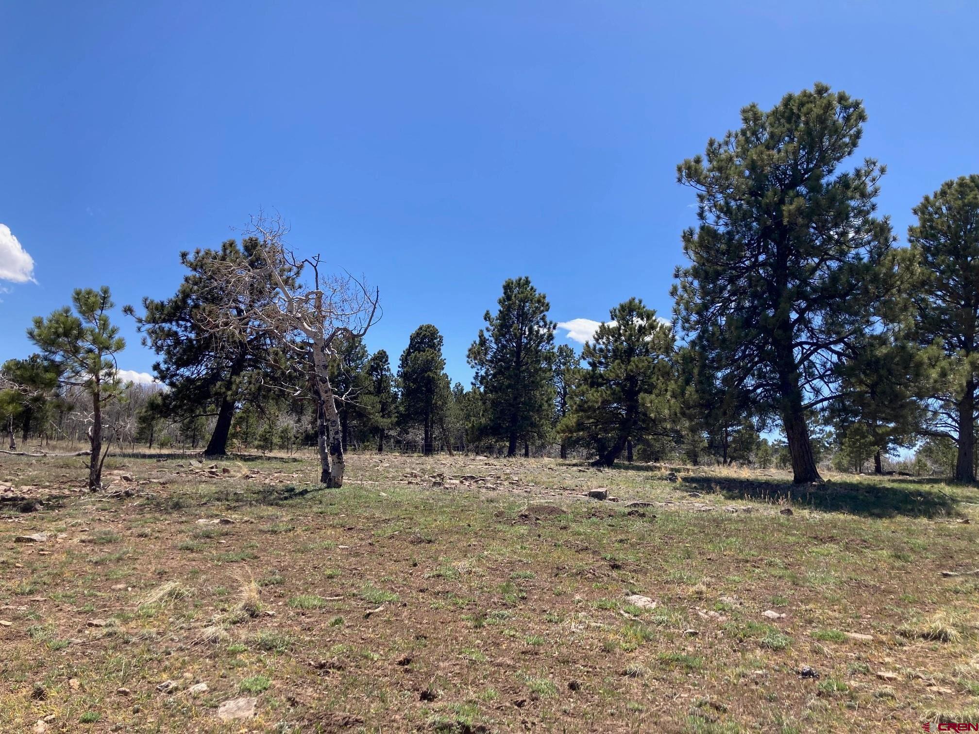 Lot 14 62x Road Placerville, CO 81430 - Photo 7 of 11 a view of road with trees