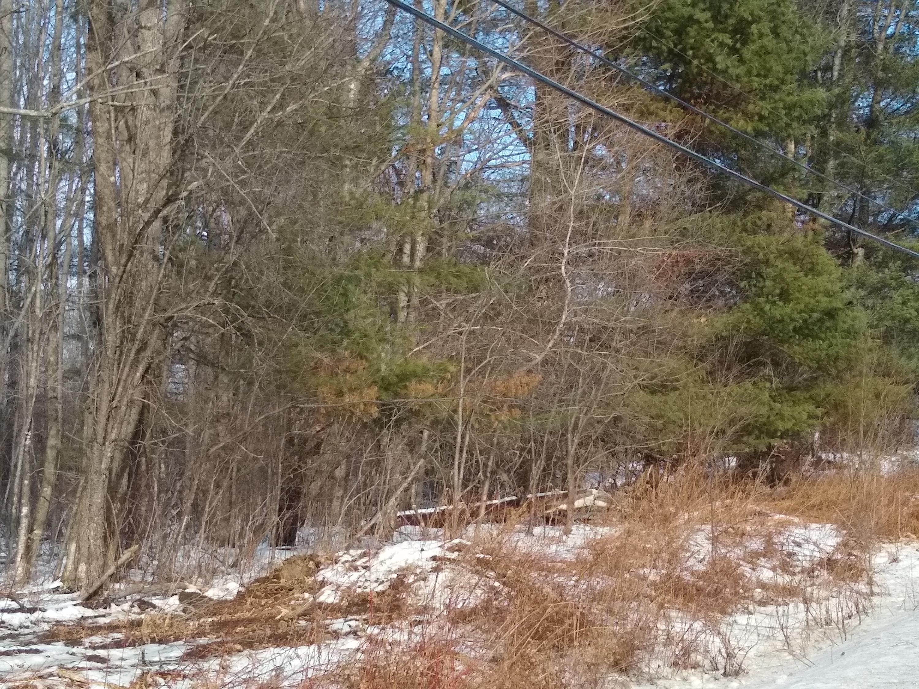 0 Bailey Hill Road Farmington, ME 04938 - Photo 9 of 11 IMG_20200111_131115487
