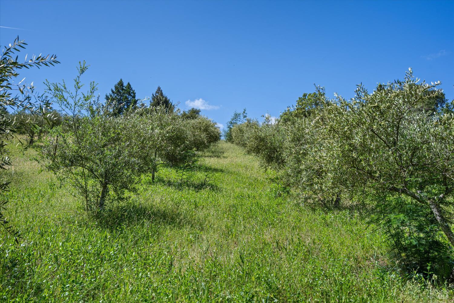 1077 Westside Road Healdsburg, CA 95448 - Photo 15 of 48 a view of a city