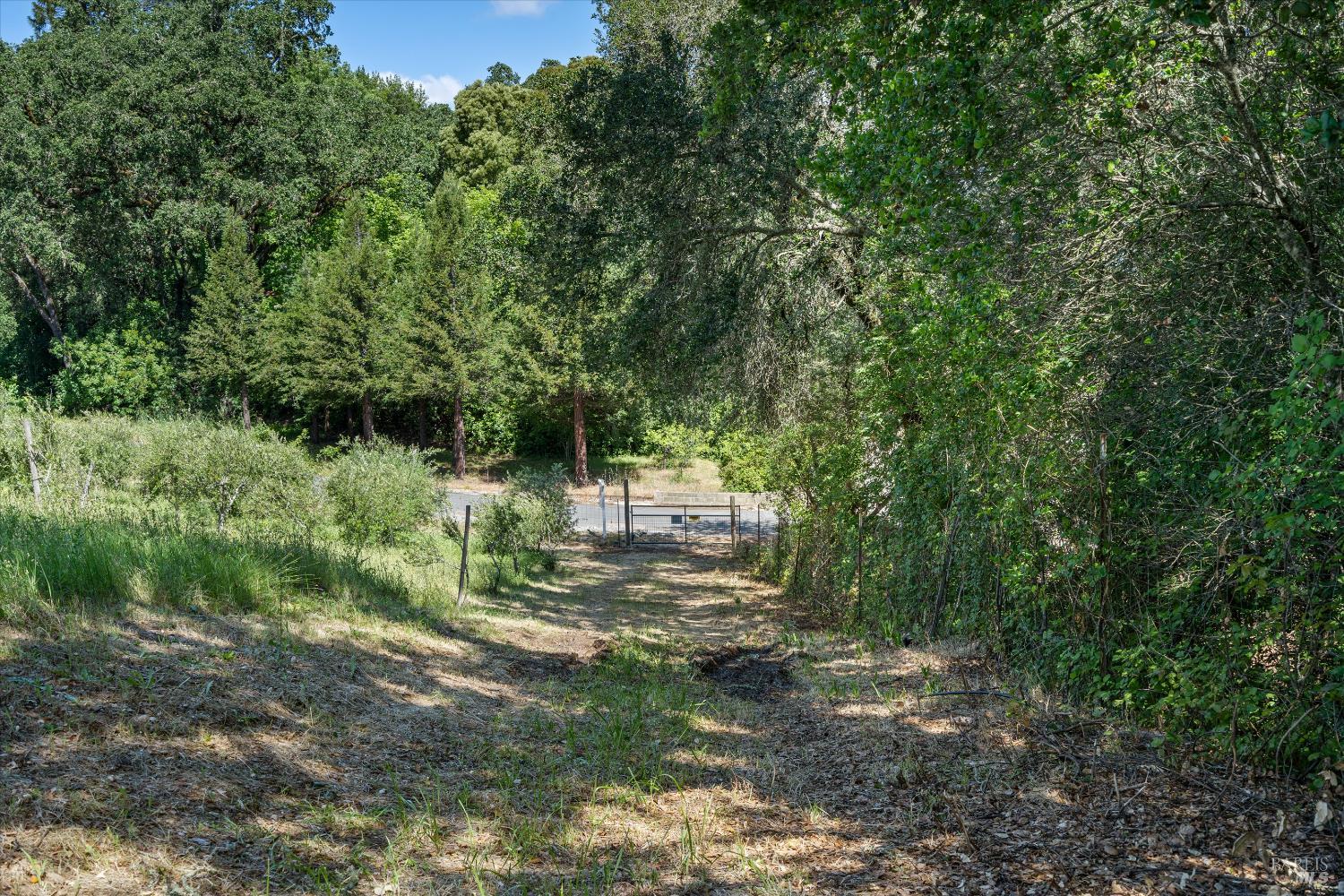1077 Westside Road Healdsburg, CA 95448 - Photo 19 of 48 a view of a forest filled with trees