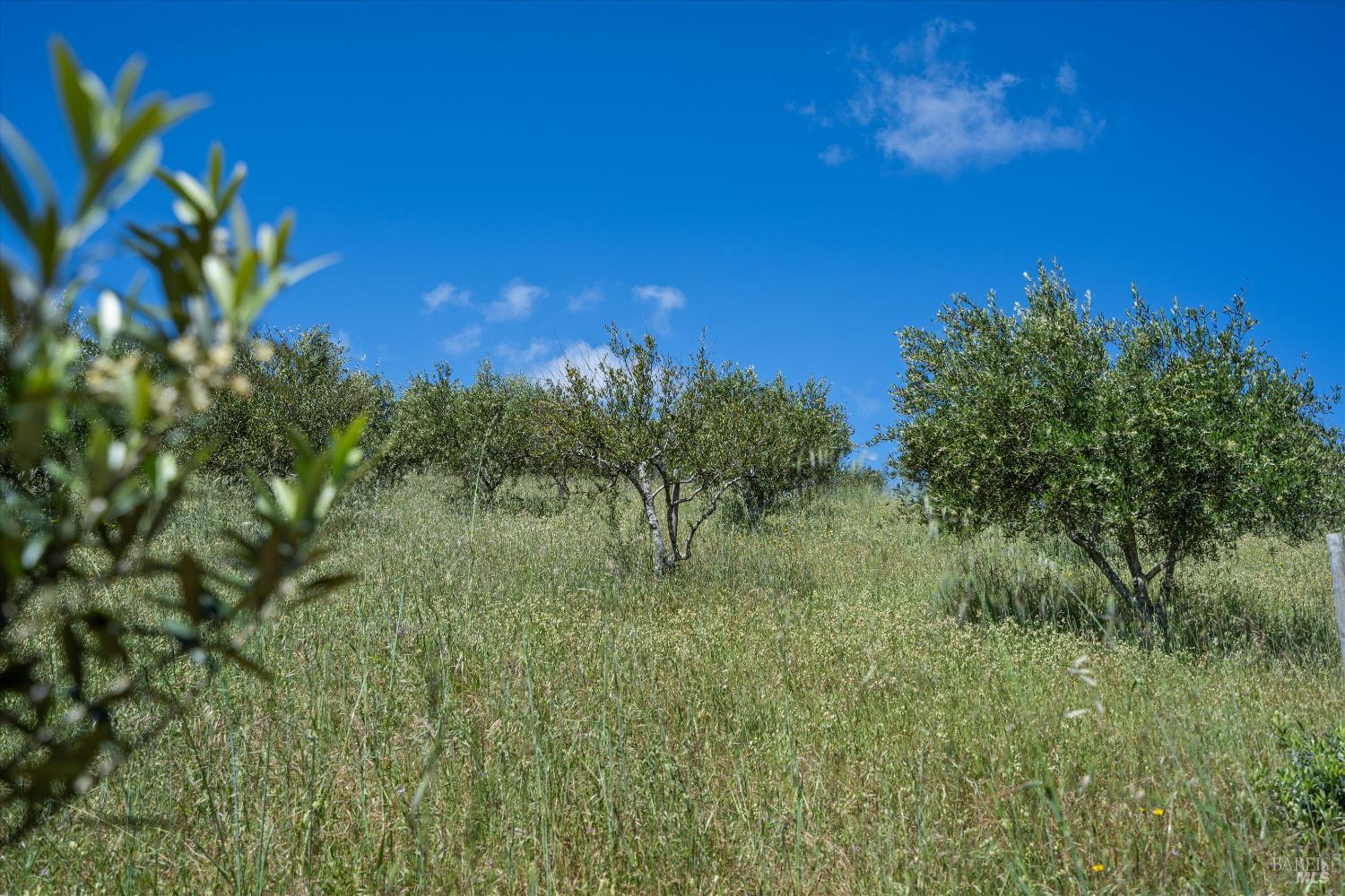 1077 Westside Road Healdsburg, CA 95448 - Photo 20 of 48 a view of a lush green space