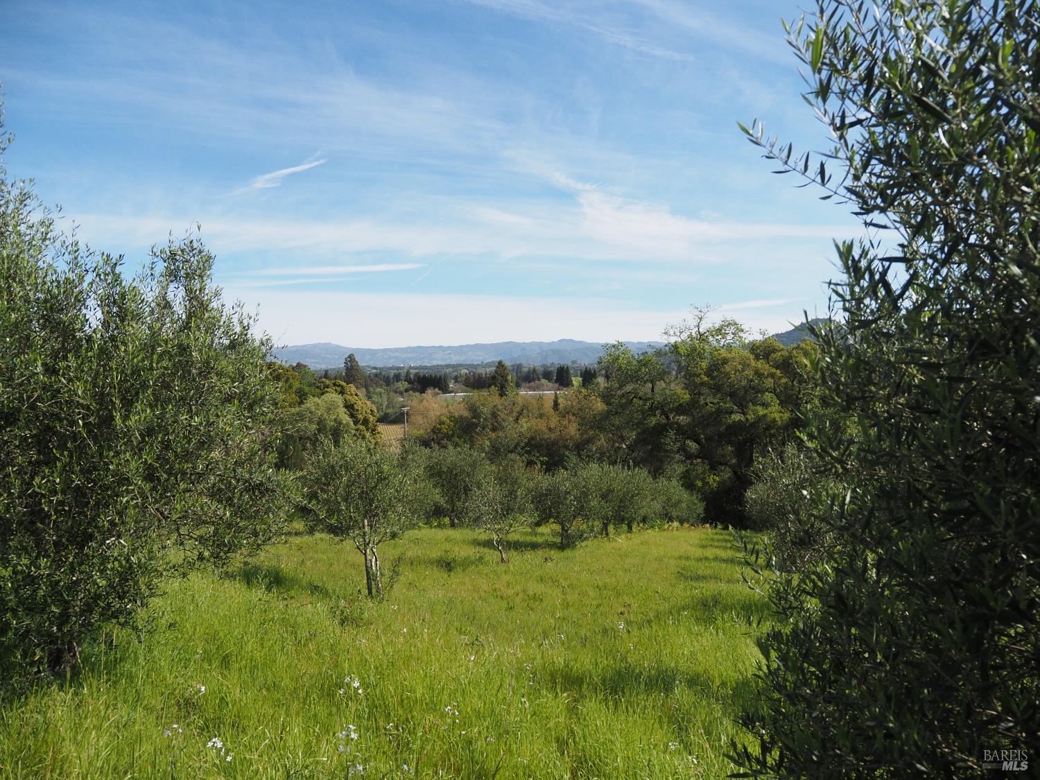 1077 Westside Road Healdsburg, CA 95448 - Photo 41 of 48 a view of a big yard with large trees