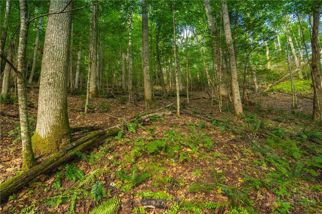 Wasatch Drive Boone, NC 28607 - Photo 3 of 33 Gallery Image 3