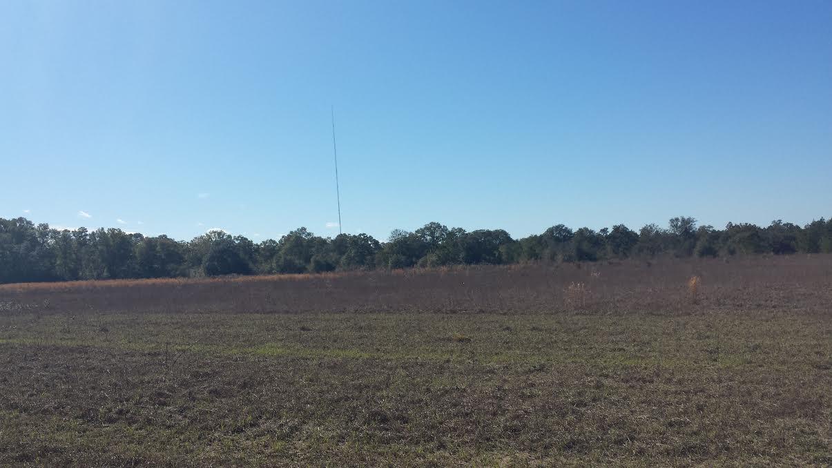 20301 Ring Road Fountain, FL 32438 - Photo 4 of 6 Clearing2