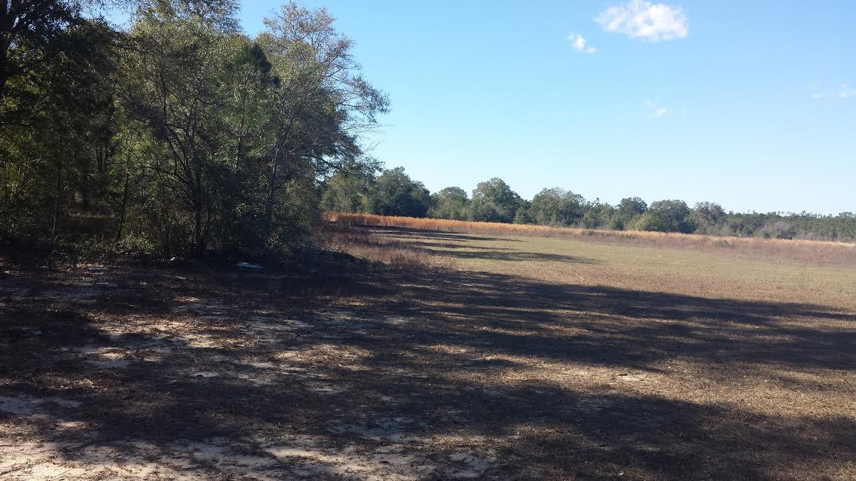 20301 Ring Road Fountain, FL 32438 - Photo 5 of 6 Clearing6