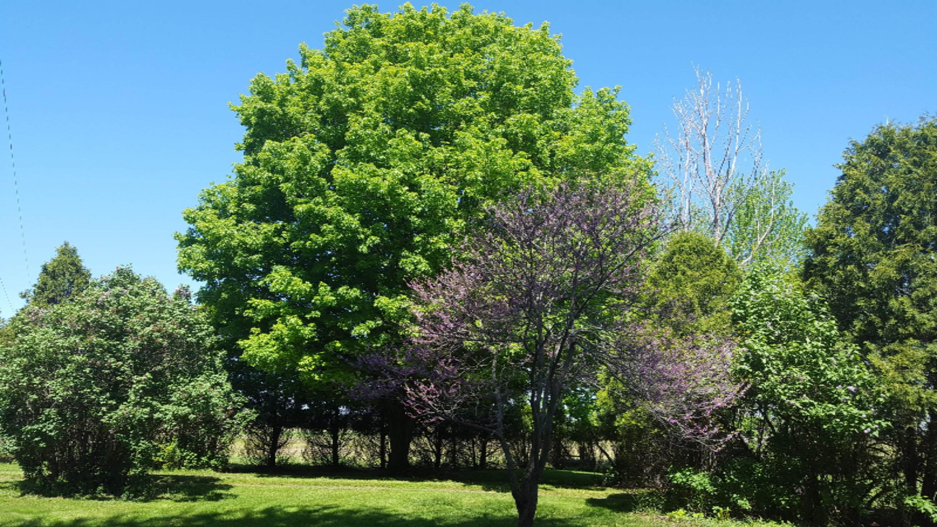 3615 Buffalo Road Galien, MI 49113 - Photo 2 of 26 Trees
