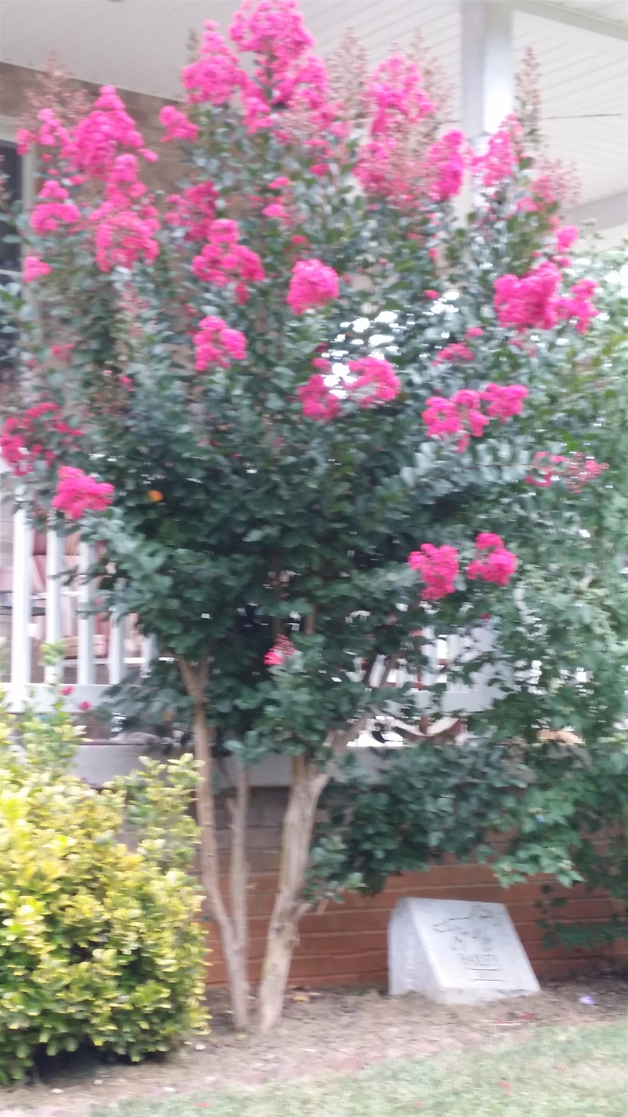 131 Rural Drive Mount Solon, VA 22843 - Photo 38 of 43 Crepe Myrtle