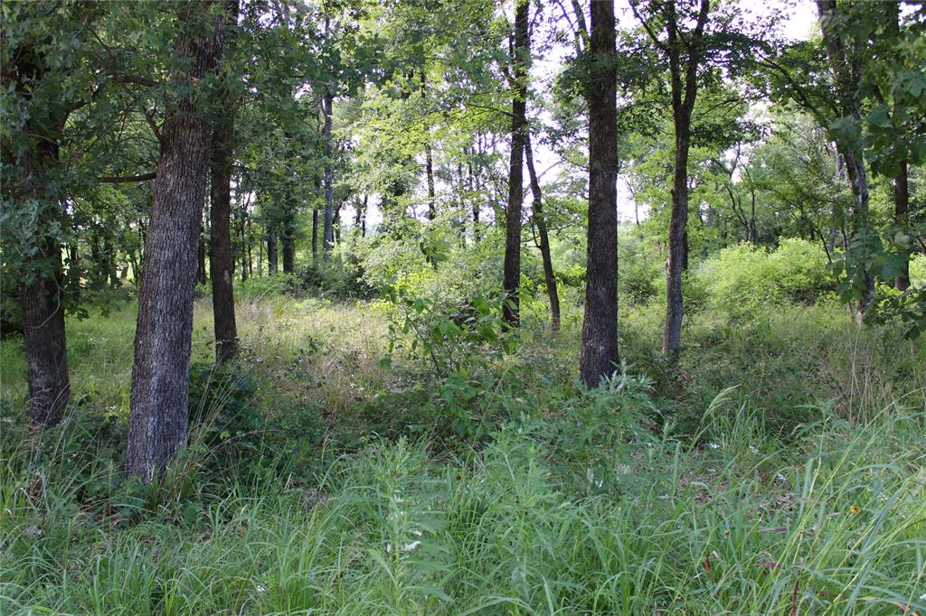 116 Lakeview Trail Mabank, TX 75147 - Photo 8 of 13 Wooded grounds featuring mature trees and natural vegetation