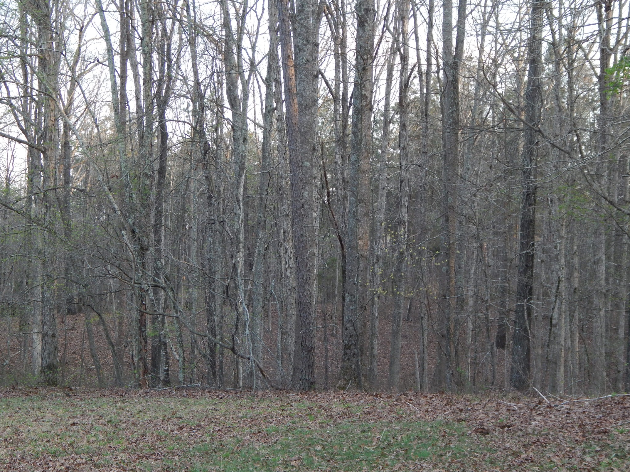 3355 Willie Maudlin Road Lutts, TN 38471 - Photo 35 of 43