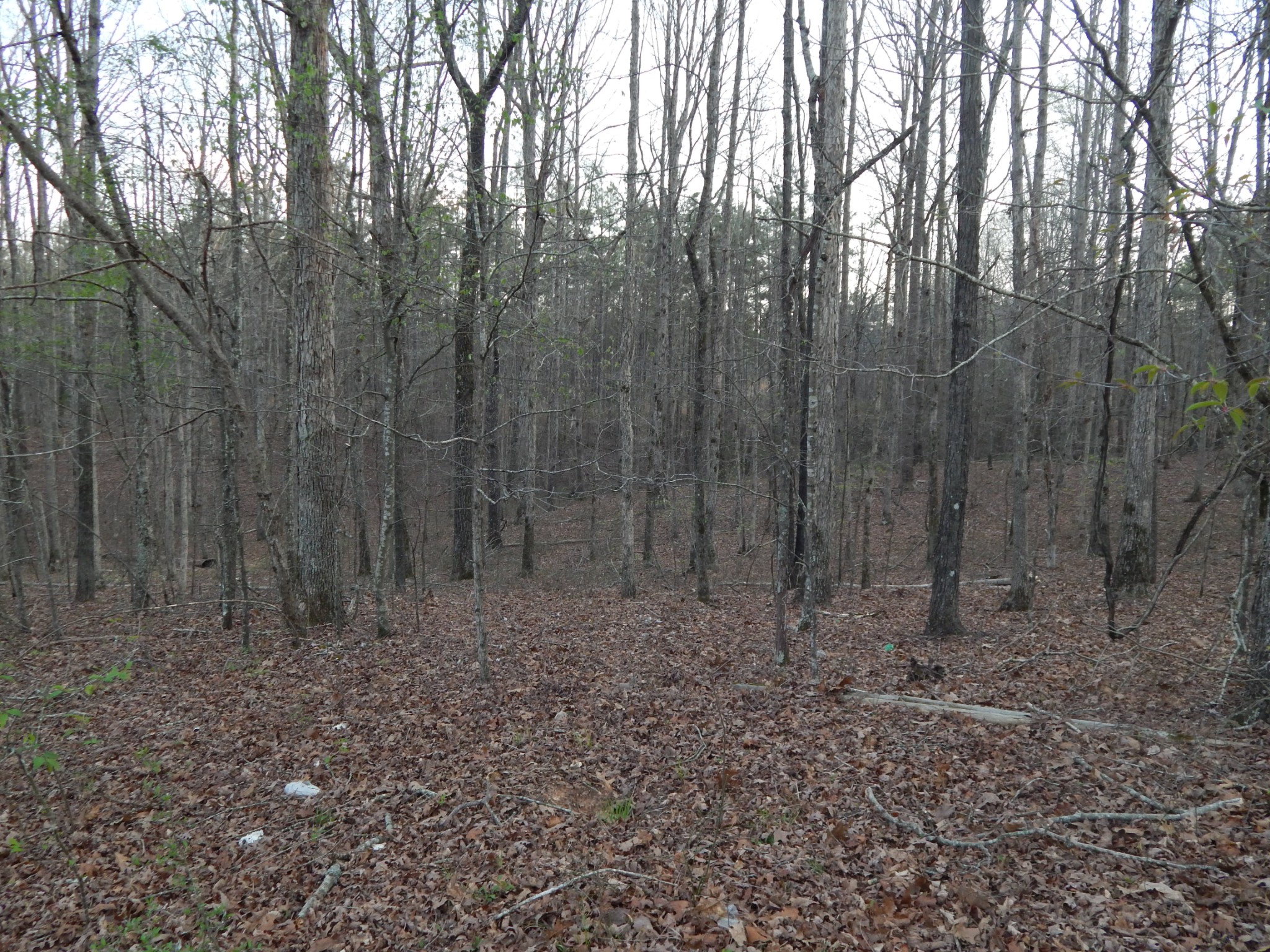 3355 Willie Maudlin Road Lutts, TN 38471 - Photo 37 of 43