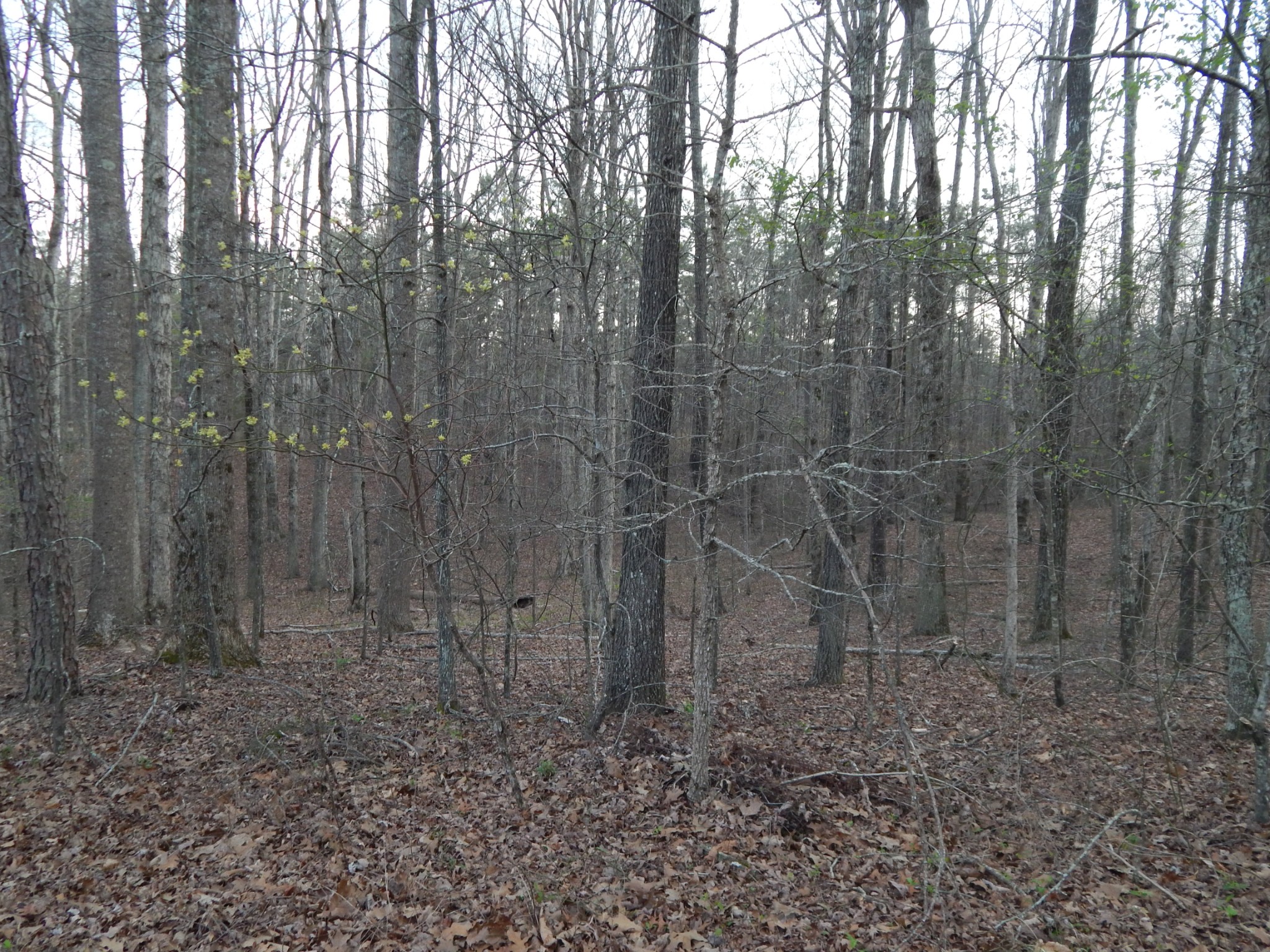 3355 Willie Maudlin Road Lutts, TN 38471 - Photo 38 of 43