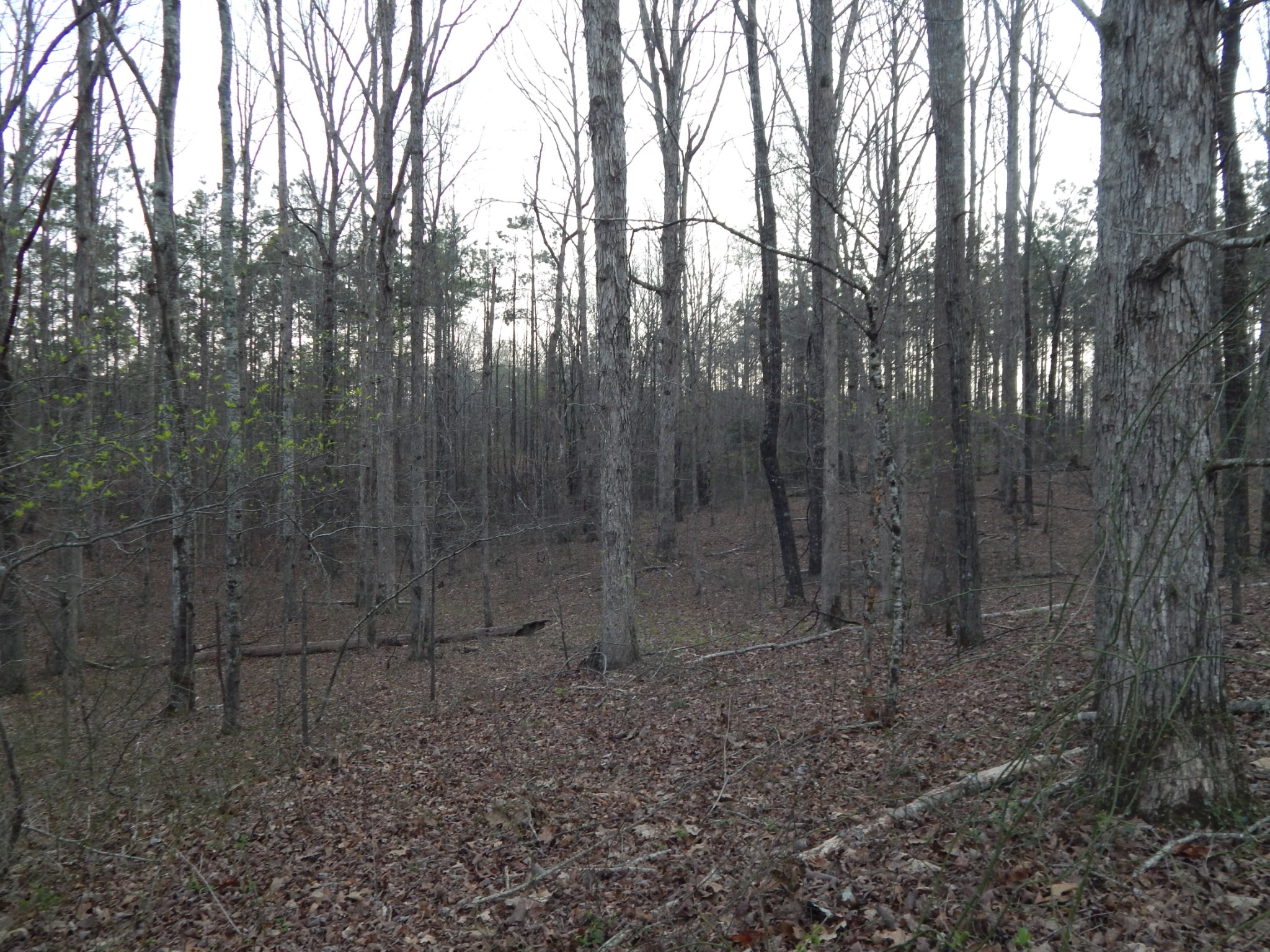 3355 Willie Maudlin Road Lutts, TN 38471 - Photo 39 of 43