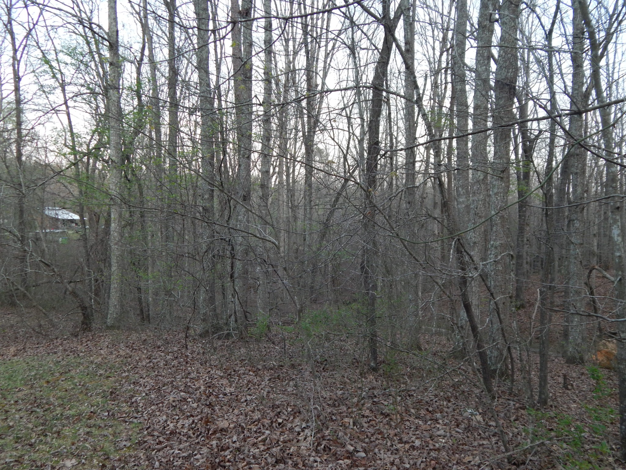 3355 Willie Maudlin Road Lutts, TN 38471 - Photo 40 of 43