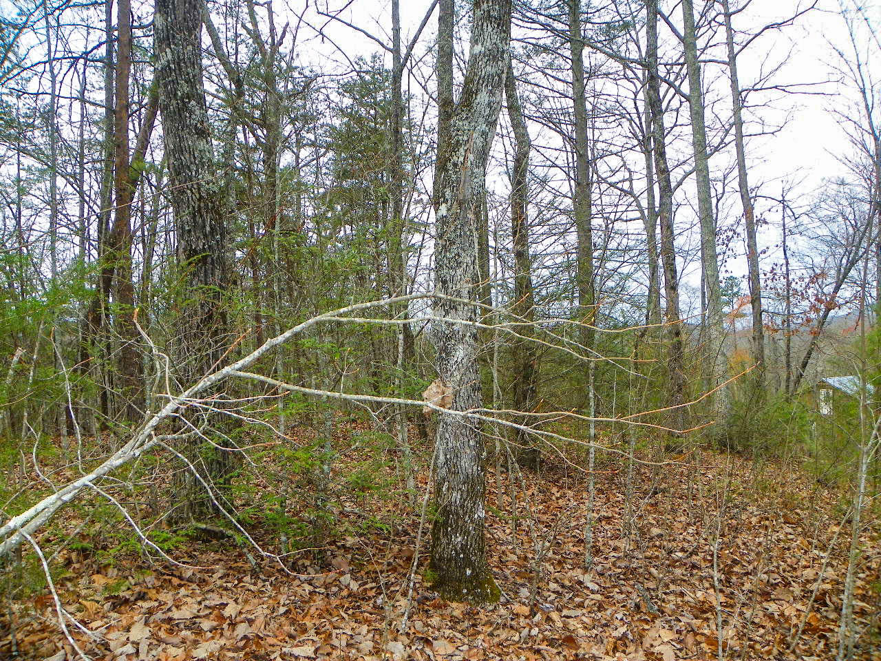 Lot#1 Shady Grove Road Sevierville, TN 37876 - Photo 6 of 8 103_3258