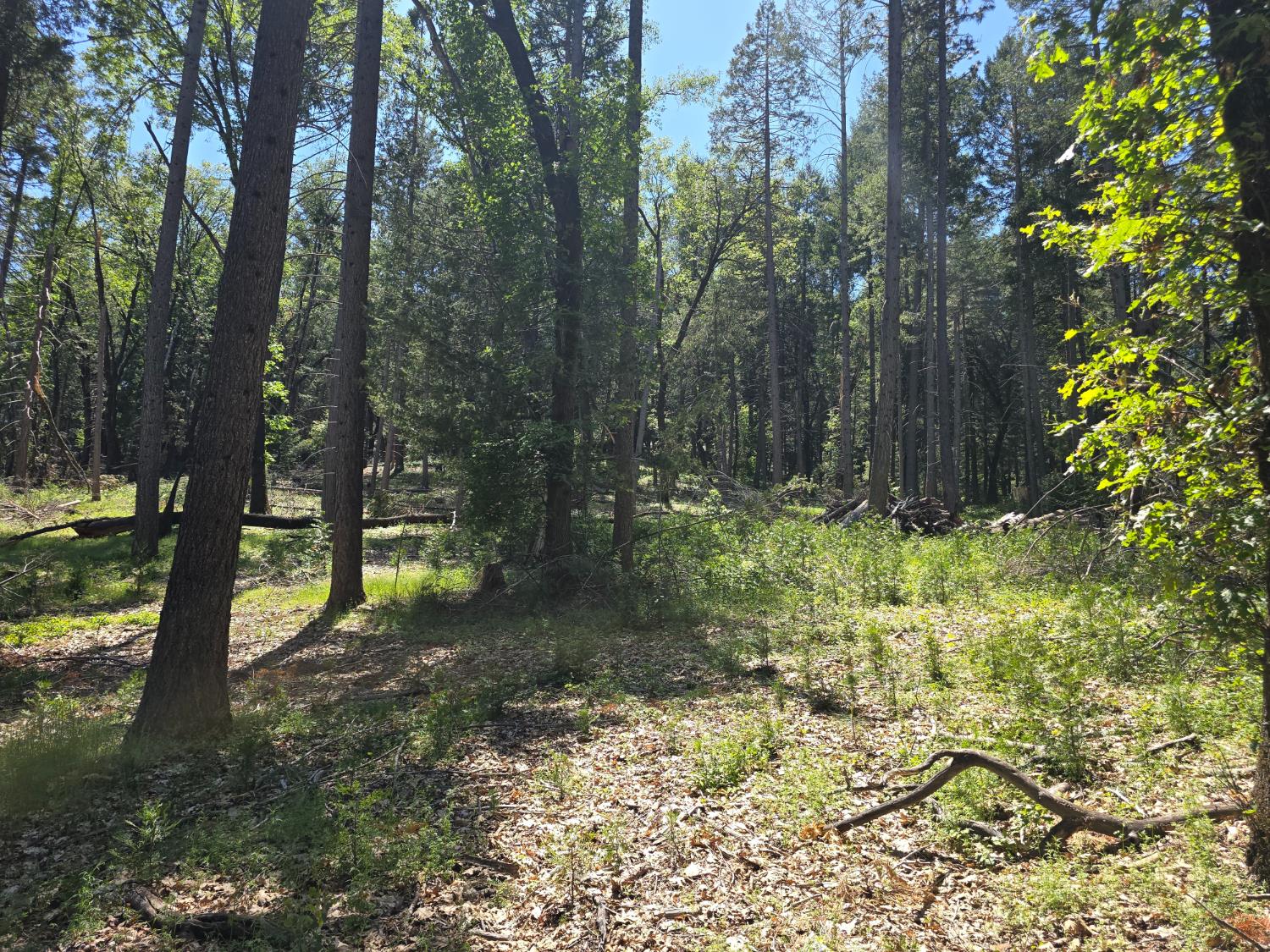 14599 Tumbling Creek Road Grass Valley, CA 95945 - Photo 8 of 9 a view of backyard with tree