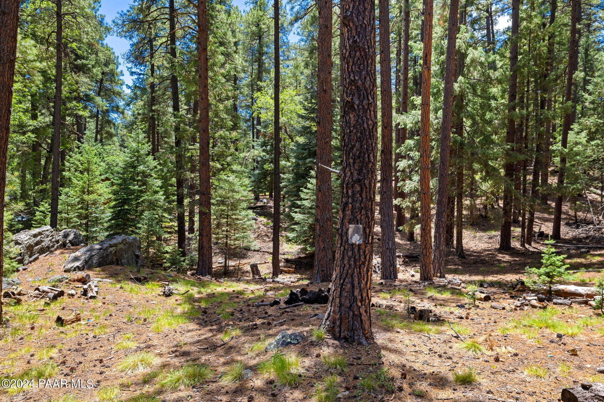 2695 Big 4 Road Prescott, AZ 86303 - Photo 19 of 25 a view of outdoor space with trees