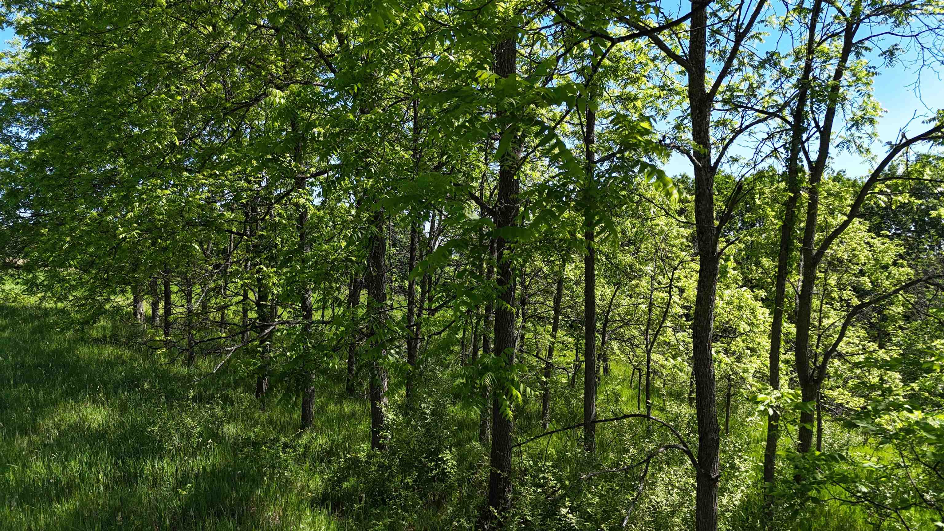 North Swede Road Northport, MI 49670 - Photo 12 of 12