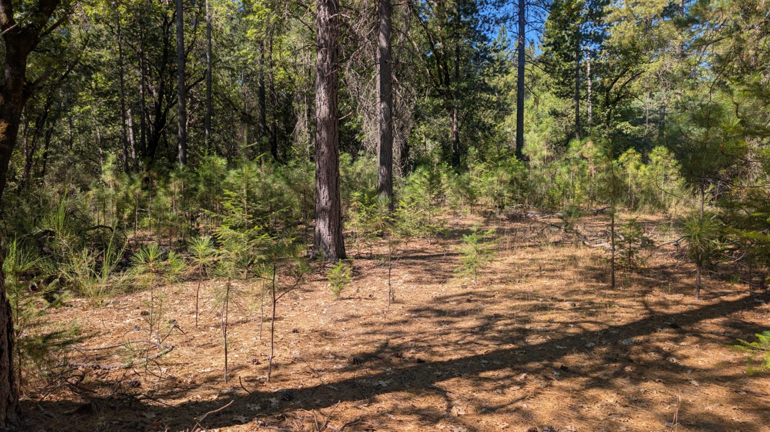 0 South Manzanita Hills Road Colfax, CA 95713 - Photo 8 of 15