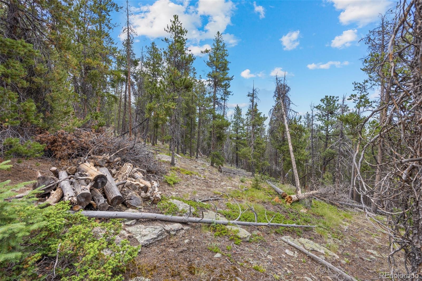 8570 South Warhawk Road Conifer, CO 80433 - Photo 4 of 19 a view of a yard with large trees