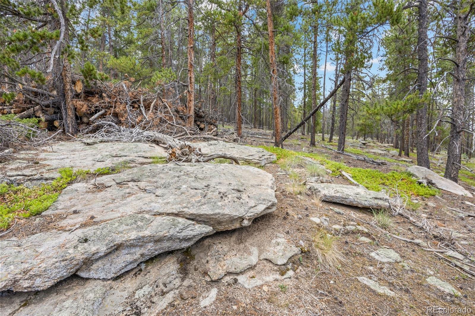 8570 South Warhawk Road Conifer, CO 80433 - Photo 5 of 19 a view of a yard with plants and trees