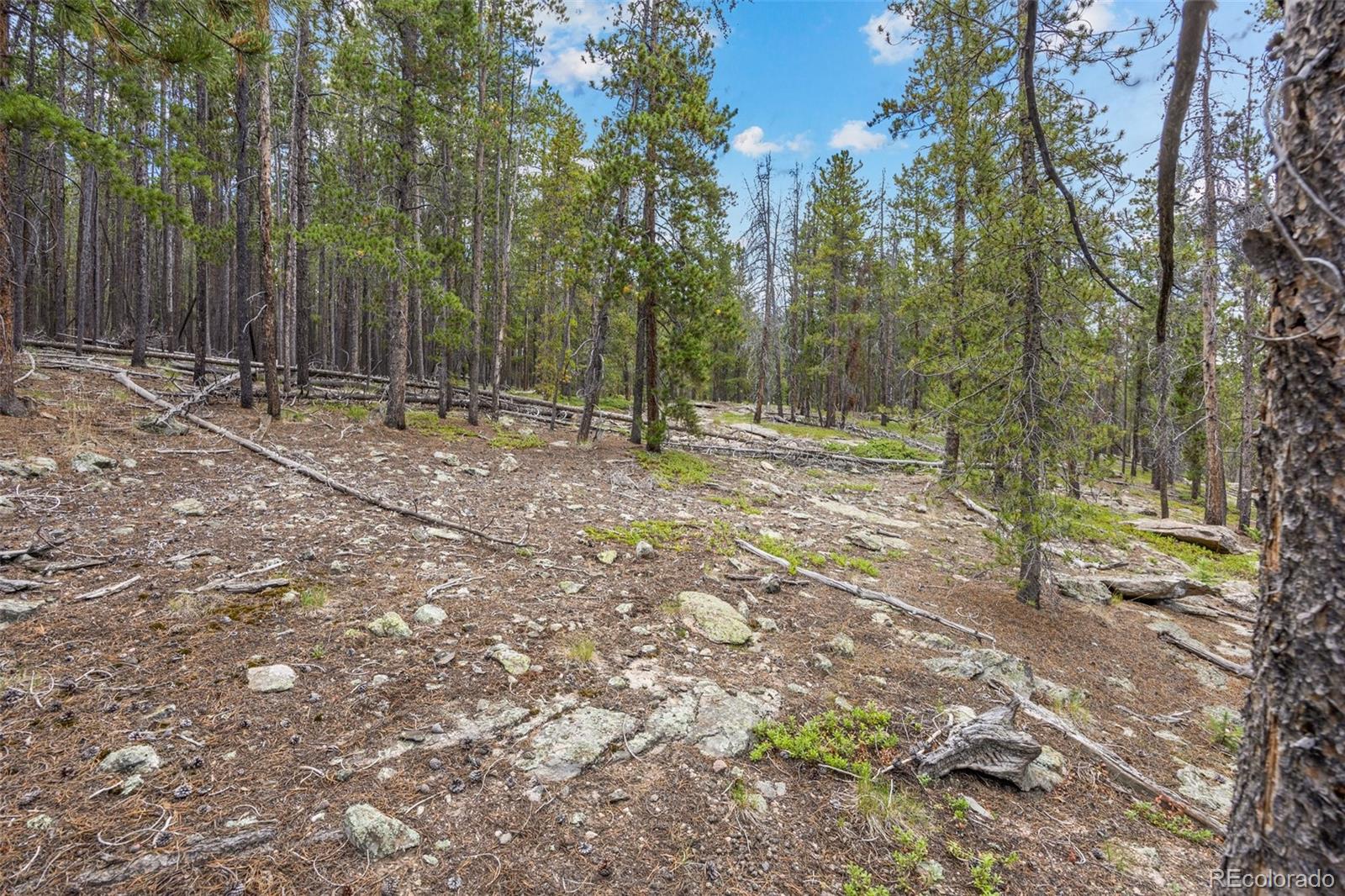 8570 South Warhawk Road Conifer, CO 80433 - Photo 6 of 19 a view of outdoor space with trees