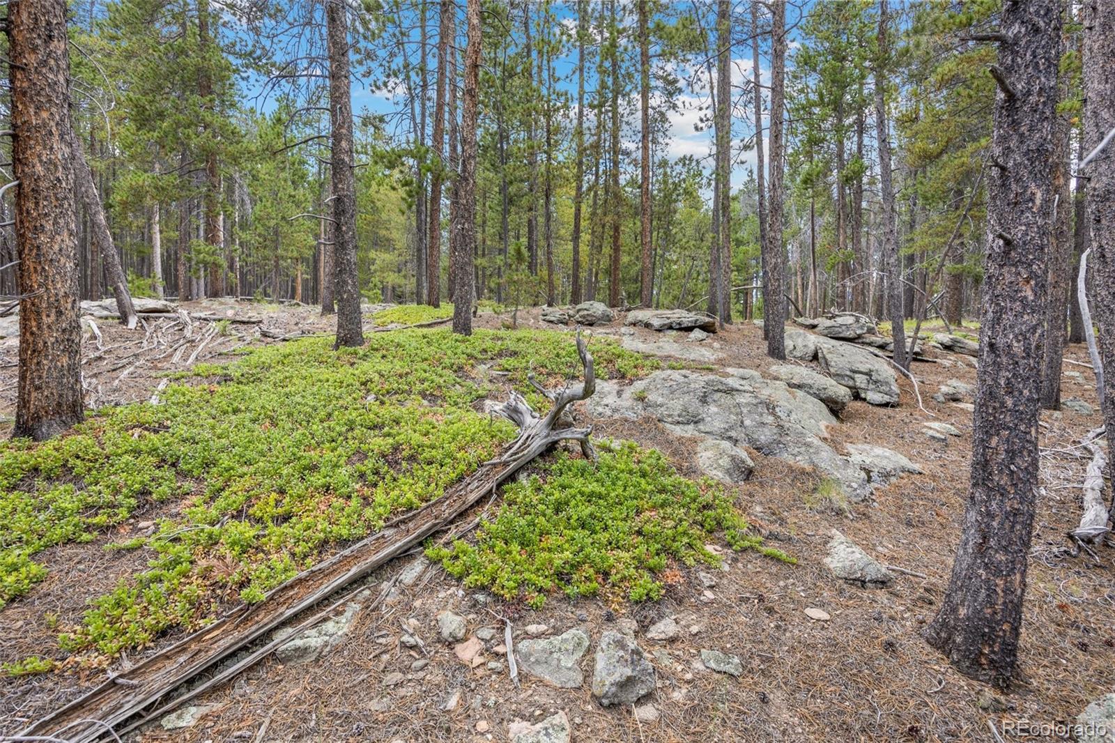 8570 South Warhawk Road Conifer, CO 80433 - Photo 7 of 19 a view of a park with large trees