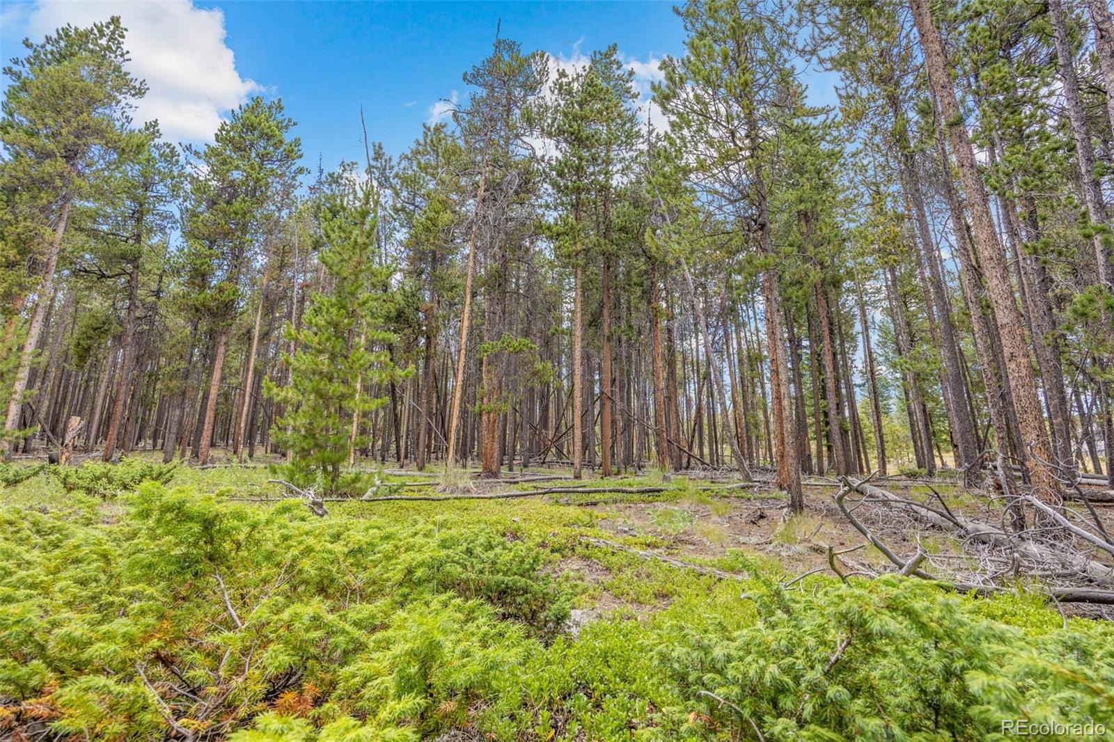 8570 South Warhawk Road Conifer, CO 80433 - Photo 8 of 19 a backyard of a house with lots of green space and outdoor seating
