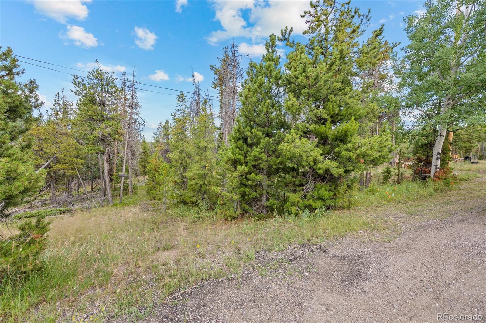 8570 South Warhawk Road Conifer, CO 80433 - Photo 9 of 19 a view of a yard with a tree
