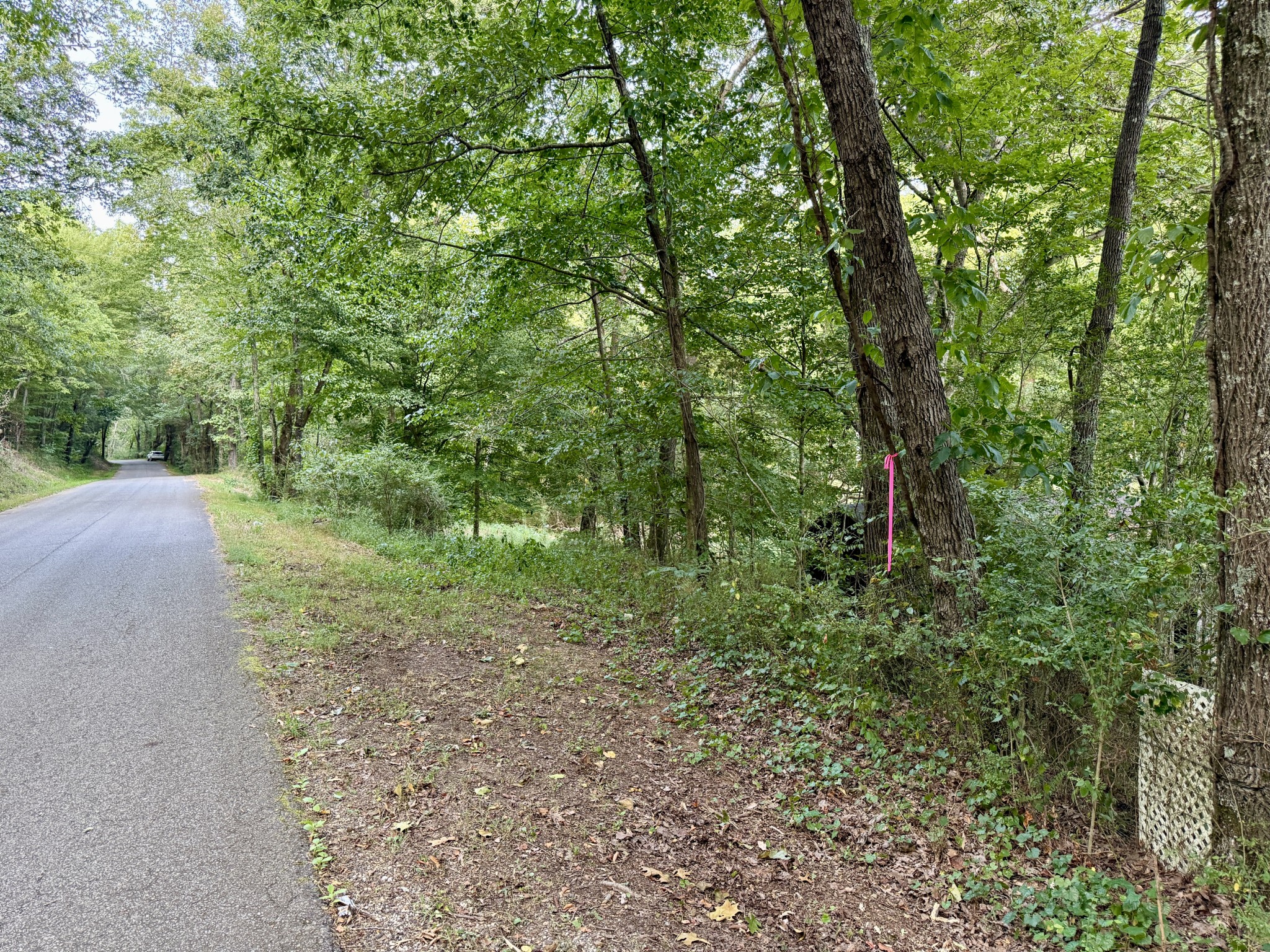 a view of a forest with trees in the background