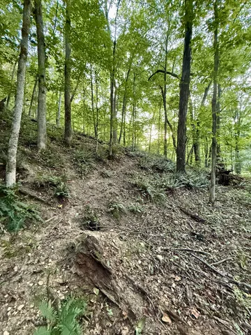 a view of a forest with trees in the background