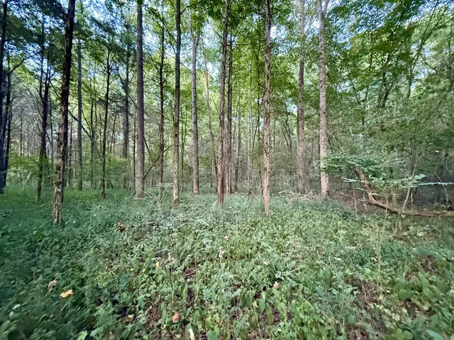 a view of forest