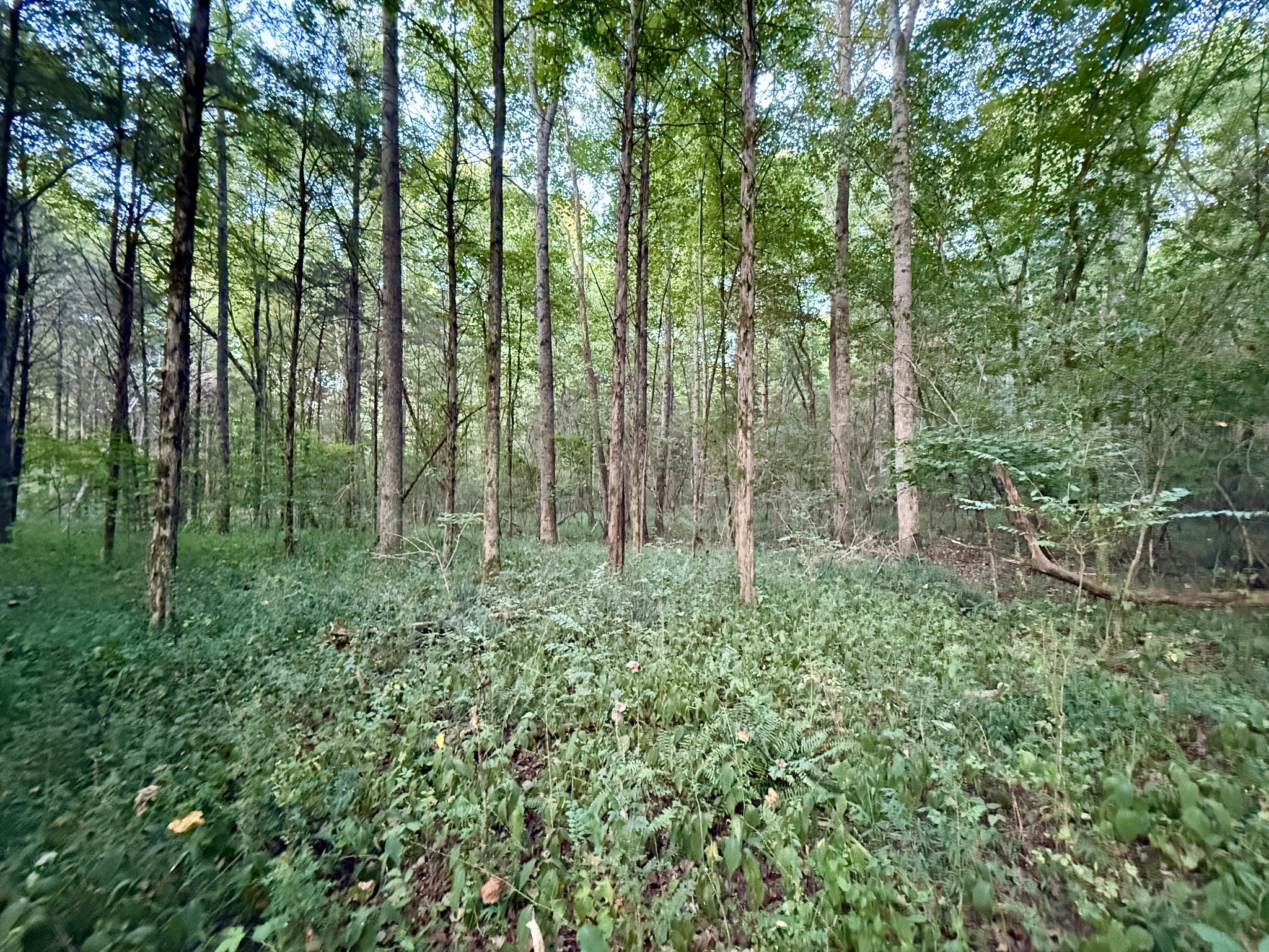 1 Hillcrest Road Dickson, TN 37055 - Photo 12 of 18 a view of forest