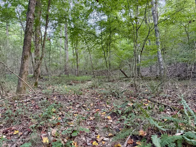 a view of a forest with trees in the background