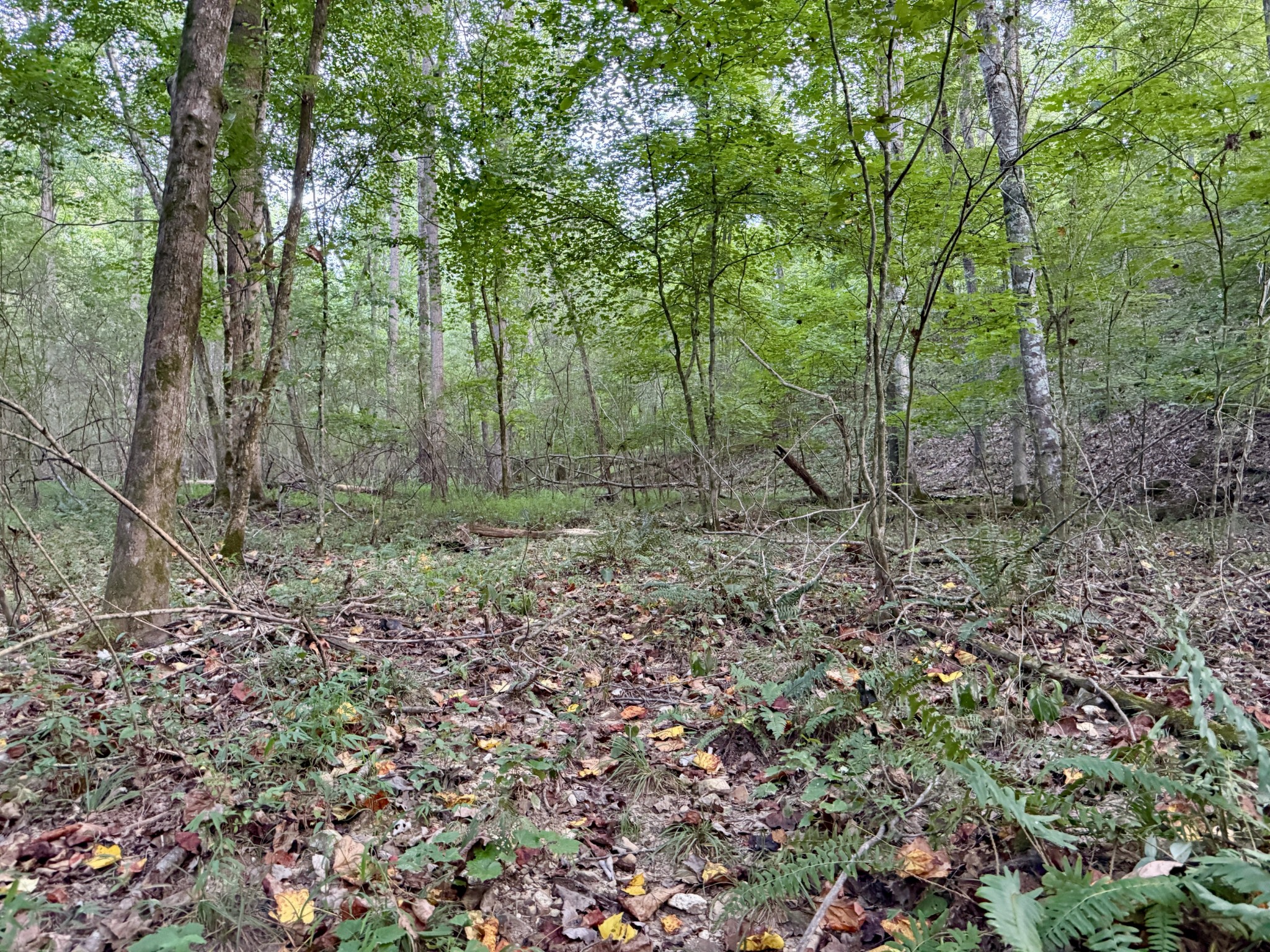 1 Hillcrest Road Dickson, TN 37055 - Photo 13 of 18 a view of a forest with trees in the background