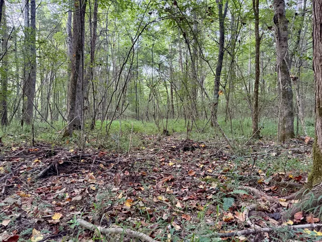 a view of a forest filled with trees