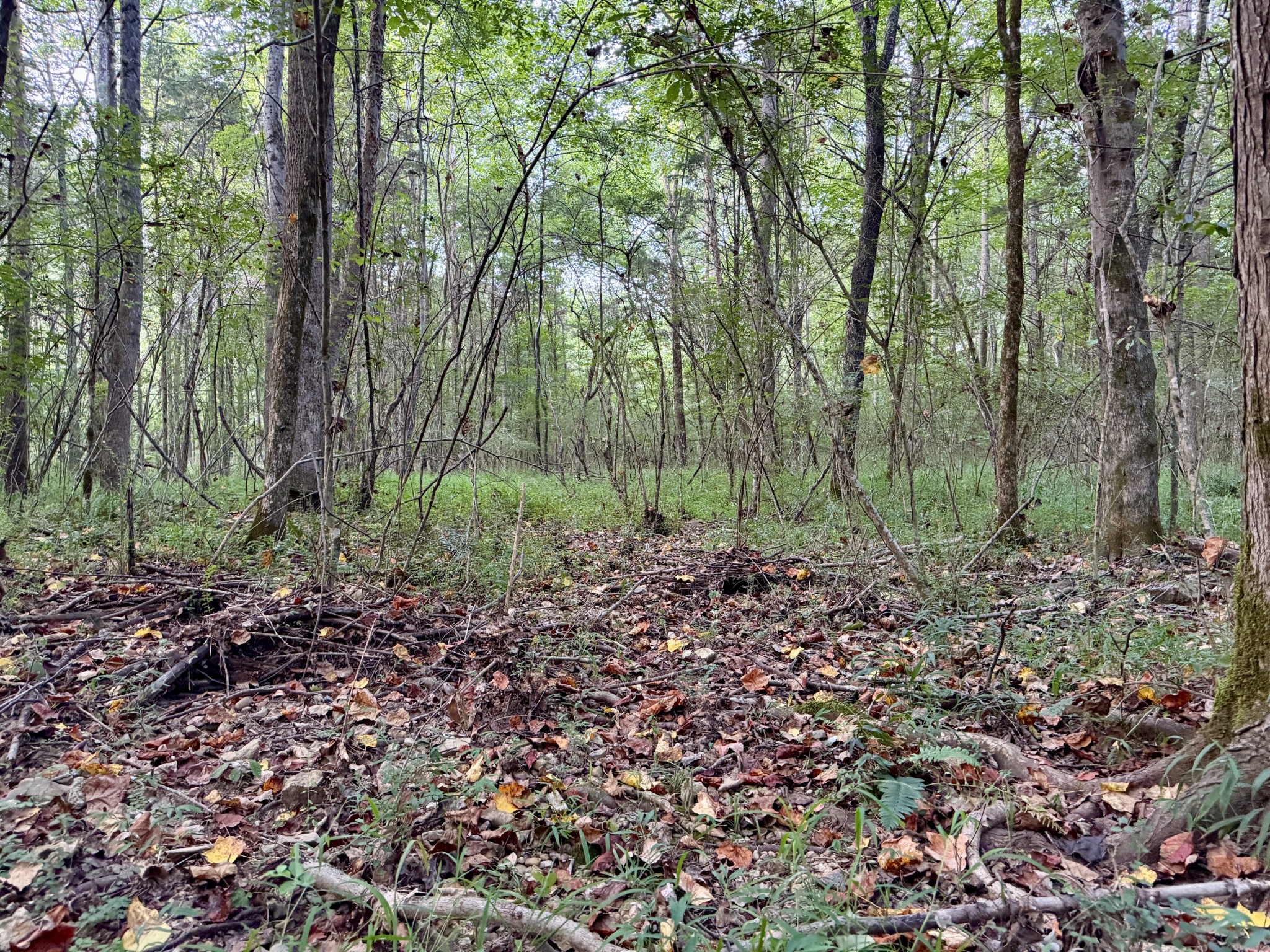 1 Hillcrest Road Dickson, TN 37055 - Photo 14 of 18 a view of a forest filled with trees