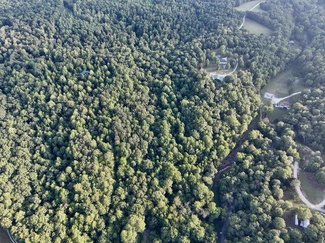 a close up of a plant