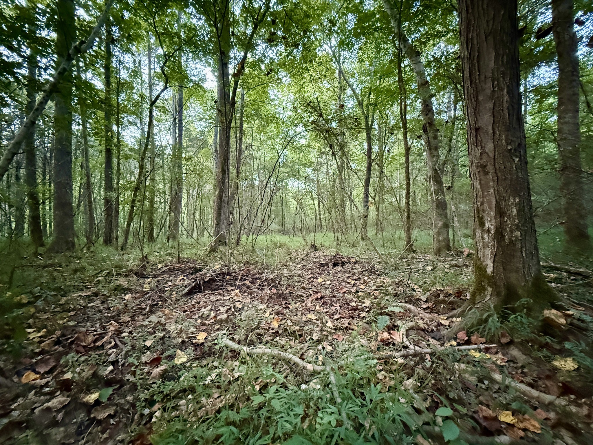 1 Hillcrest Road Dickson, TN 37055 - Photo 3 of 18 a view of a forest with trees in the background