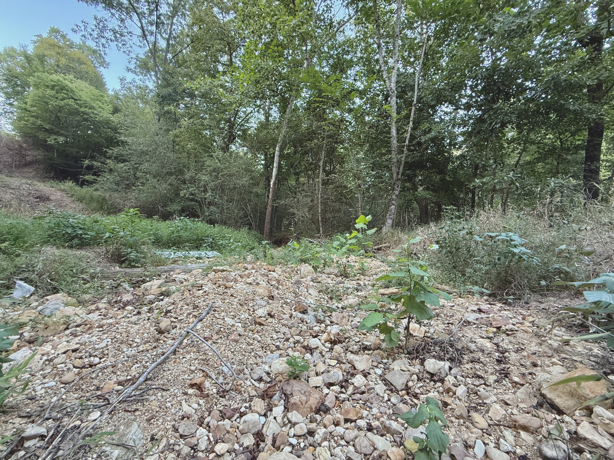 1 Hillcrest Road Dickson, TN 37055 - Photo 6 of 18 a view of a forest filled with trees
