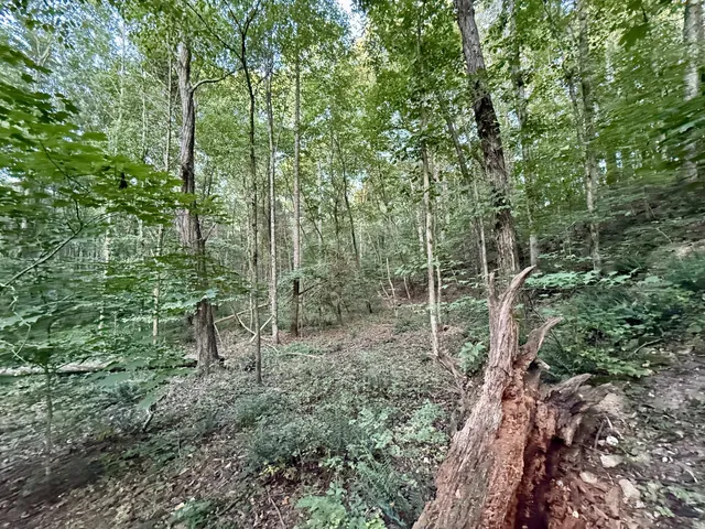 a view of a forest with a trees